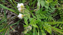 Polemonium carneum