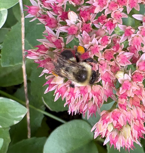 Common Eastern Bumble Bee