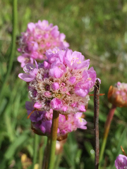 Armeria maritima californica