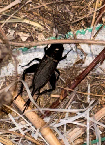 Southern Field Cricket