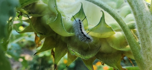 Hickory Tussock Moth