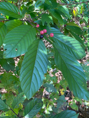 Frangula caroliniana