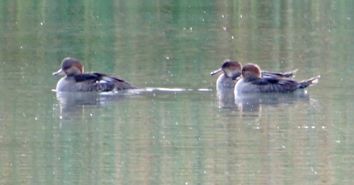 Hooded Merganser