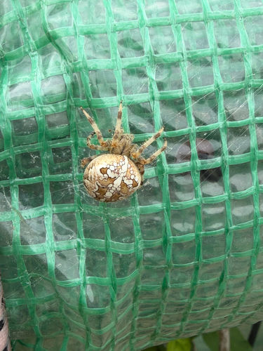 Cross Orbweaver