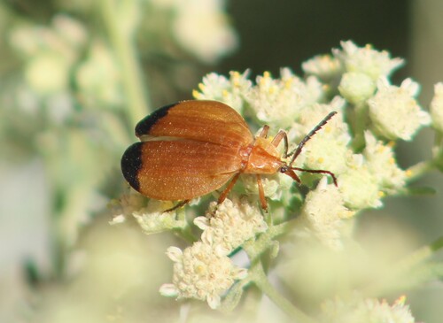 Lycus fernandezi