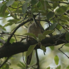 Columbina inca