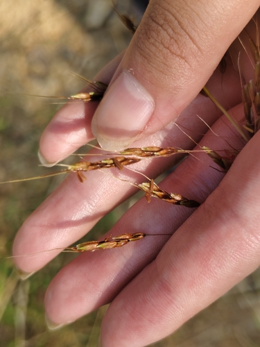 Sorghum nitidum observed 2026-09-20