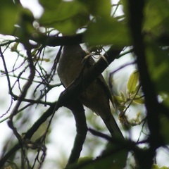 Columbina inca