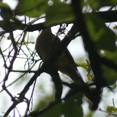 Columbina inca