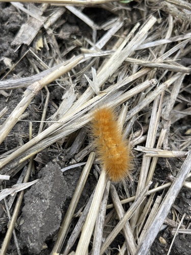 Virginian Tiger Moth