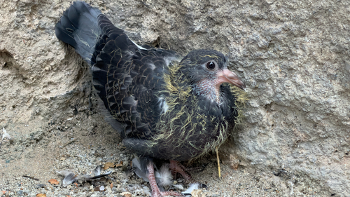 Feral Pigeon