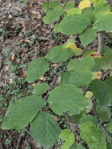 Hamamelis virginiana, photograph 3