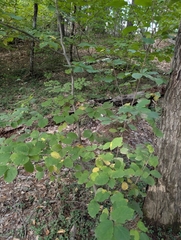 (c) Nick Kleinschmidt, some rights reserved (CC BY) Hamamelis virginiana, photograph (c) Nick Kleinschmidt, some rights reserved (CC BY)