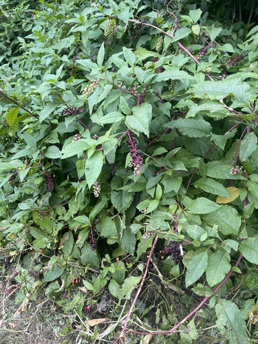 American pokeweed