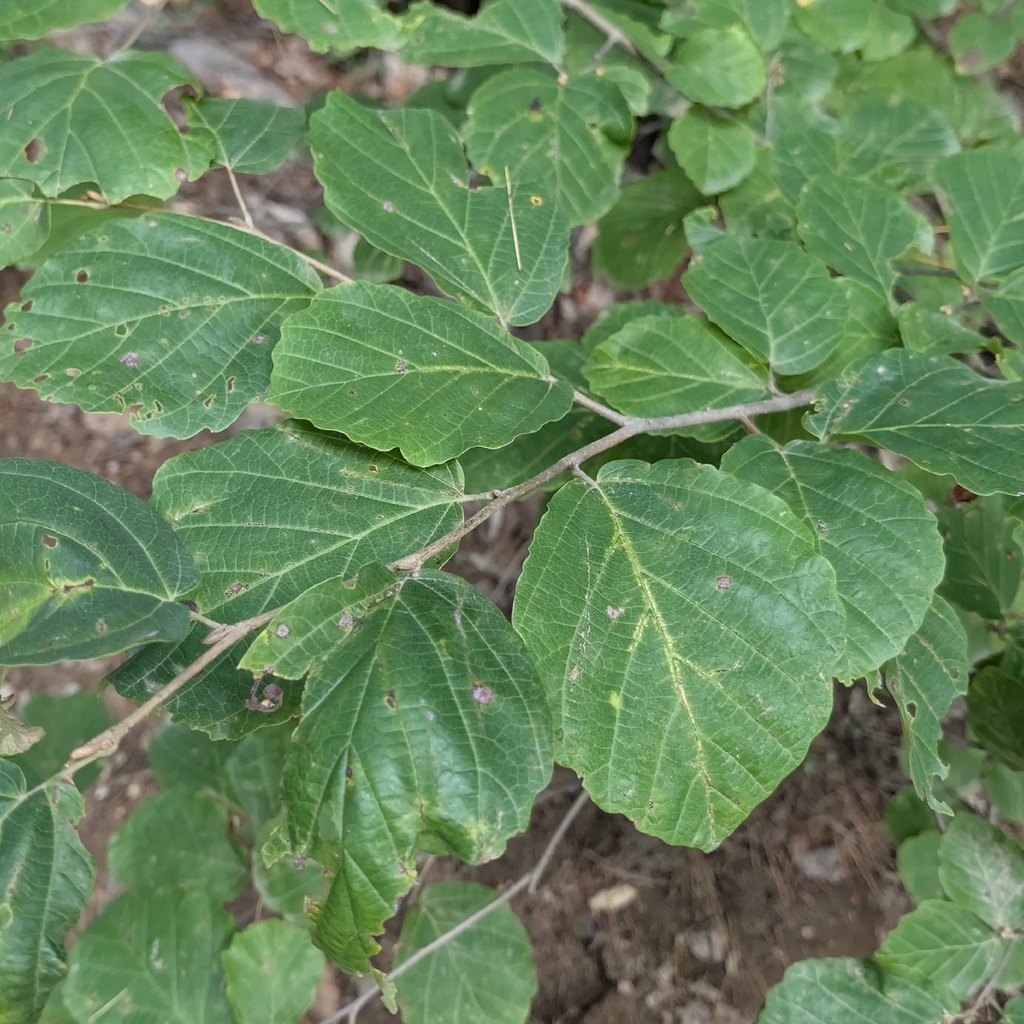 Hamamelis virginiana; photograph (c) Nick Kleinschmidt, some rights reserved (CC BY)