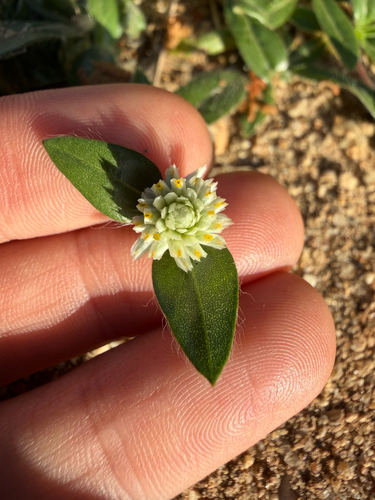 Gomphrena celosioides