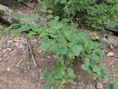 (c) Nick Kleinschmidt, some rights reserved (CC BY) Hamamelis virginiana, photograph (c) Nick Kleinschmidt, some rights reserved (CC BY)