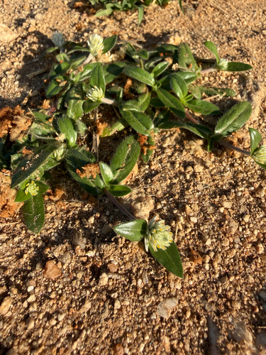 Gomphrena celosioides, photograph 2