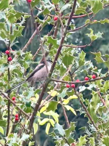Long-tailed Tit