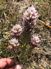 Castilleja densiflora densiflora