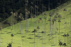 Ceroxylon quindiuense