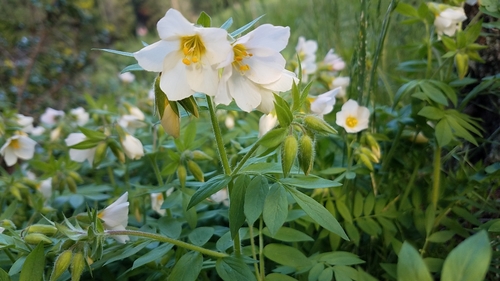Royal Jacob's-ladder (Polemonium carneum)