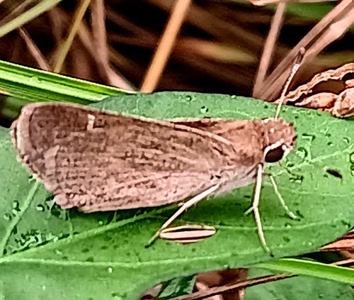 Eufala Skipper