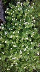 Polemonium carneum