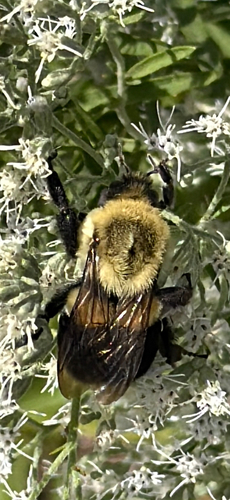 Common Eastern Bumble Bee