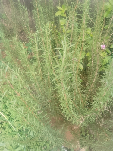 Rosemary
