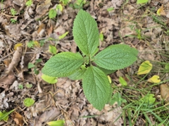 Melittis melissophyllum