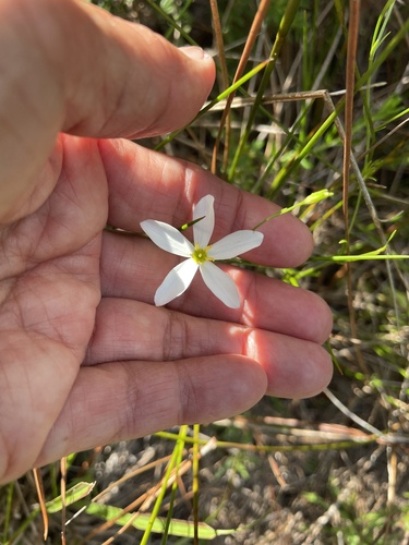 Sabatia brevifolia
