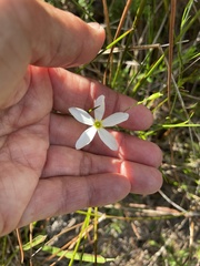 Sabatia brevifolia