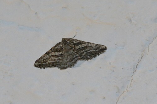 Calamodes occitanaria