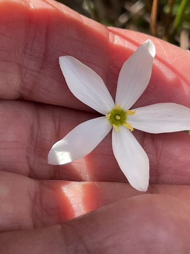 Sabatia brevifolia, photograph 2