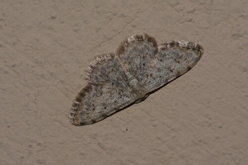 Scopula submutata