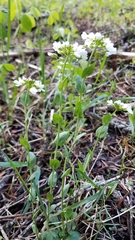Noccaea fendleri