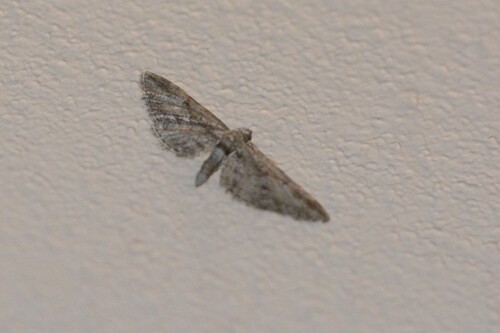 Eupithecia oxycedrata