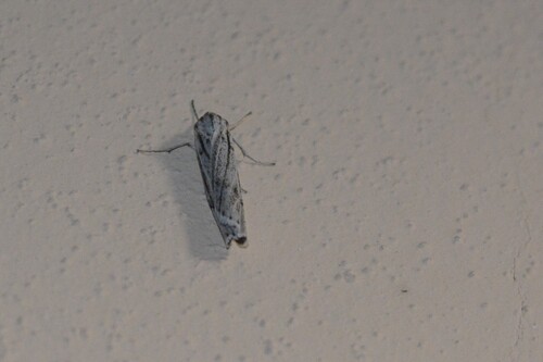 Speckled Footman