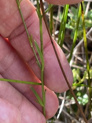 author not stated, no rights reserved Sabatia brevifolia, photograph author not stated, no rights reserved