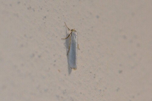 Eilema uniola