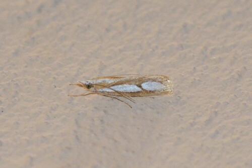 Pearl Grass-veneer