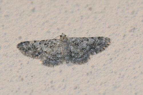 Eupithecia semigraphata