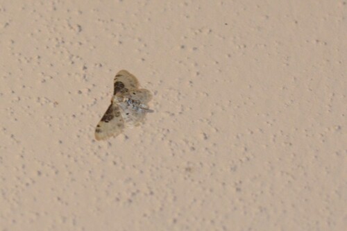 Idaea filicata
