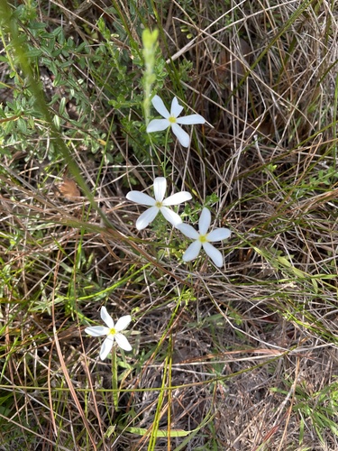 Sabatia brevifolia, photograph 4