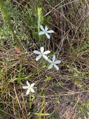 author not stated, no rights reserved Sabatia brevifolia, photograph author not stated, no rights reserved