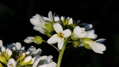 Noccaea fendleri