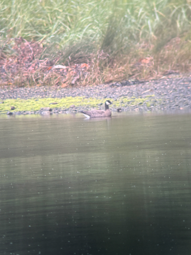 Cackling Goose