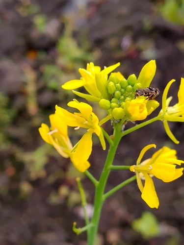 Brassica juncea observed 2026-09-25