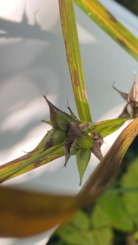 bladder sedge
